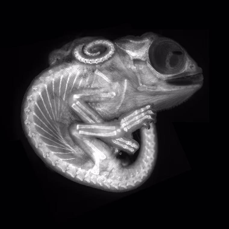 Chameleon embryo.