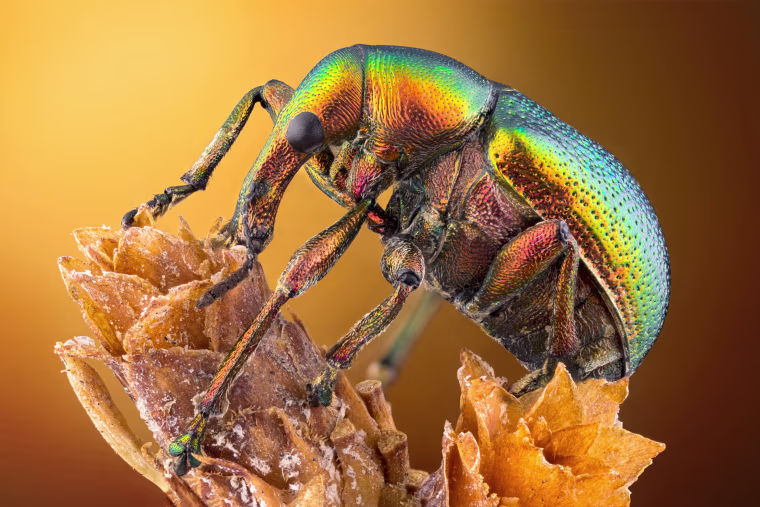 Leaf roller weevil