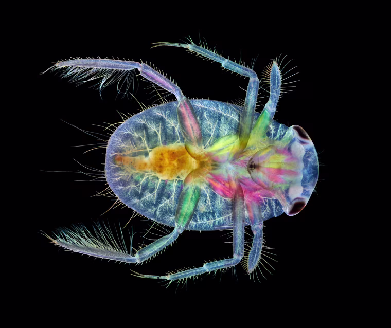 An immature water boatman.