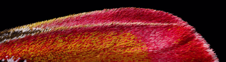 Atlas moth wing.