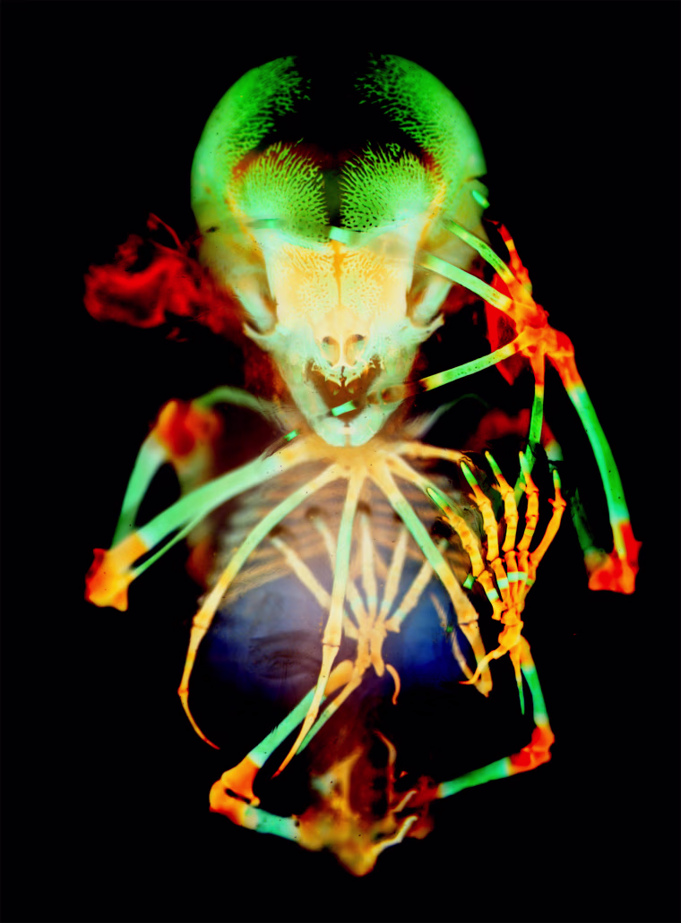 Skeleton preparation of a short-tailed fruit bat embryo.