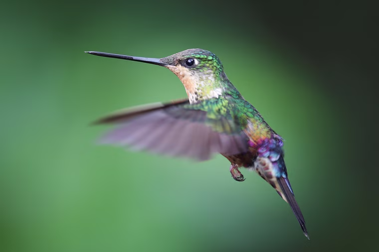Image: A female Coeligena helianthea hummingbird flies up to the flower in in The Paramuno corridor on Monserrate hill in Bogota