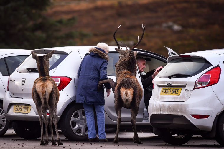 Image: Red Deer At Glen Etive