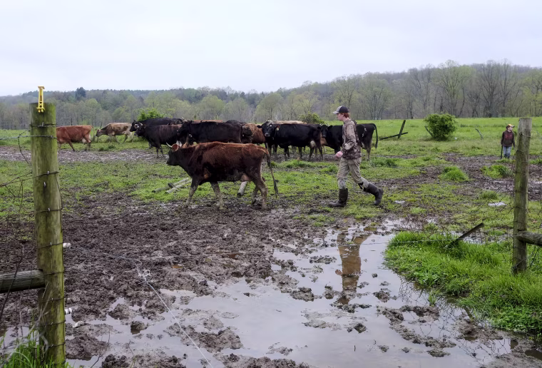 A farmer leads dairy cows from the pasture to the milking barn at a creamery in Ohio