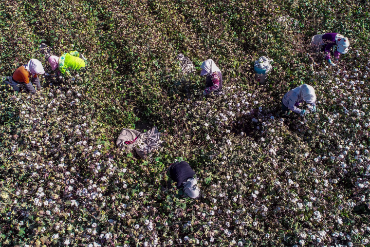Farmers picking cotton in a field in Hami in China's northwestern Xinjiang region on on Oct. 14, 2018.