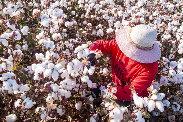 A farmer picks cotton in the field in Hami in northwest China's Xinjiang Region on Oct. 09, 2020.
