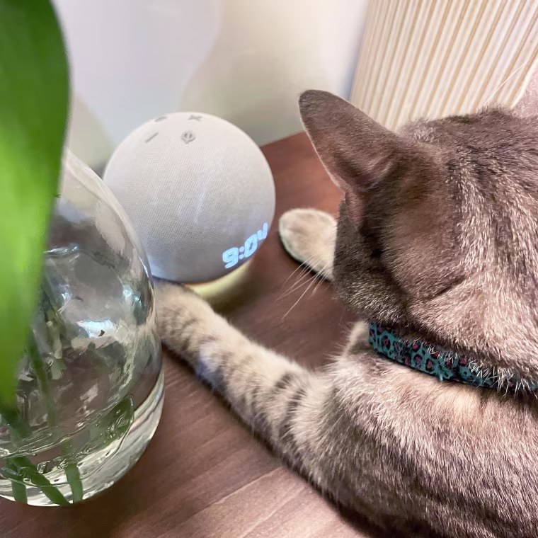 Zoe Malin and her cat, Wanda have been loving her new Echo Dot with a digital clock because it’s smaller than she thought and blends right into her furniture.