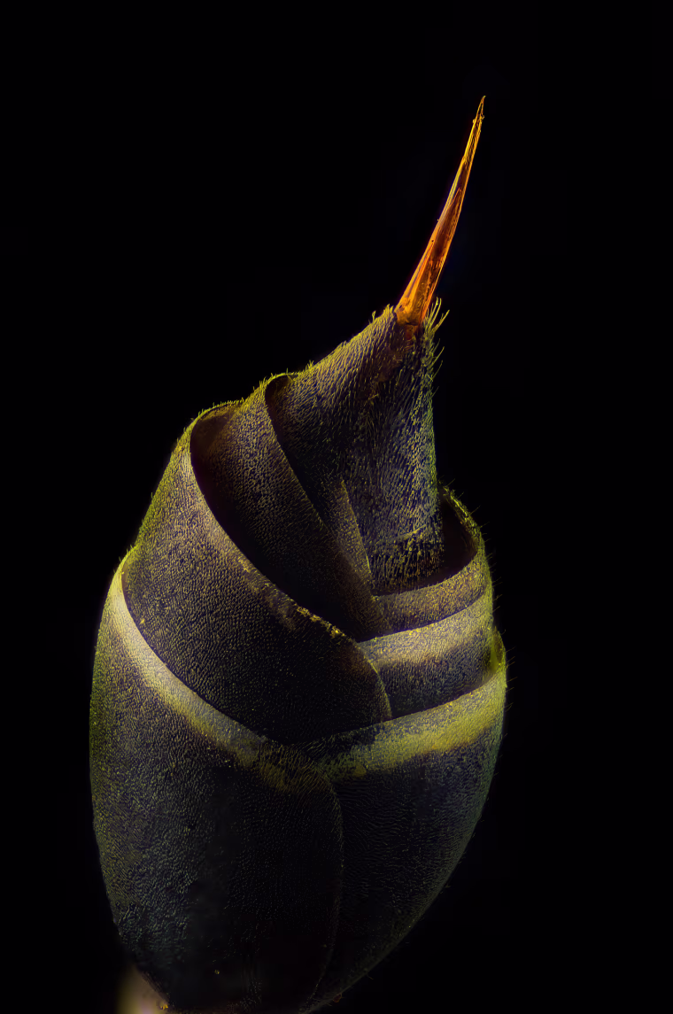 Küçük bir kağıt yaban arısının (Vespidae Protopolybia) iğnesi