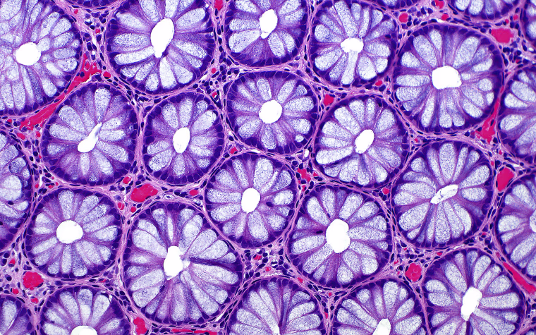 Cross sections of normal human colon epithelial crypts.