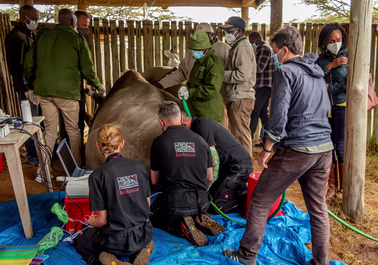 Image: Scientists hope to revive near-extinct northern white rhino in Kenya