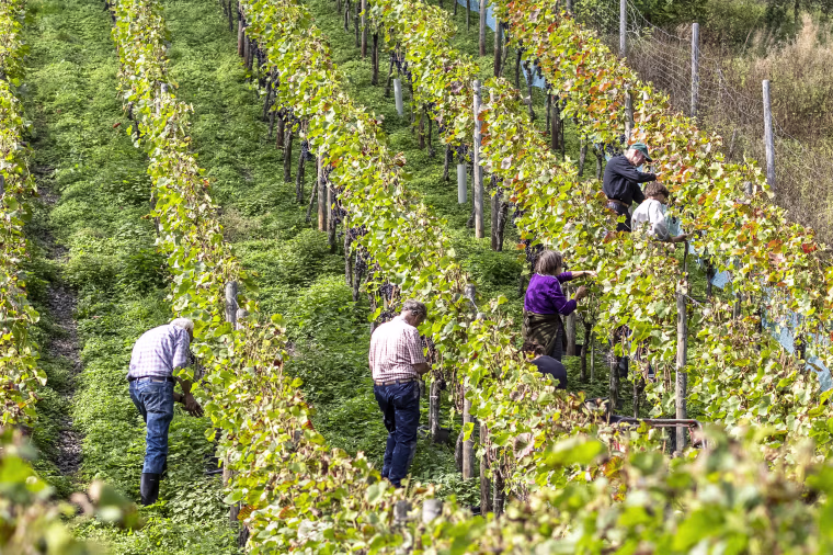 Christoph Baecker's vineyard is set in the hills of the Ahr Valley.