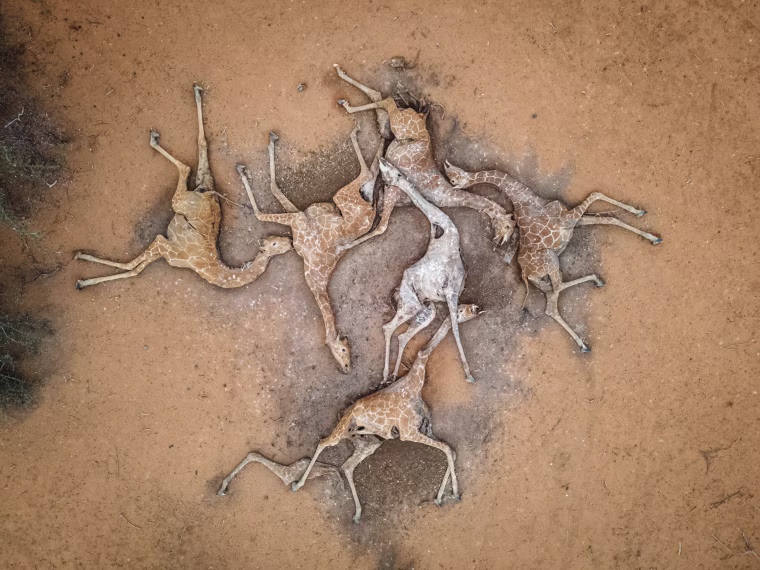 Kenya's Drought Takes Toll On Pastoralists, Livestock And Wildlife