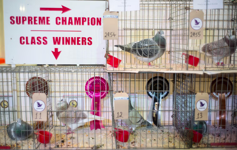 The British Homing Pigeon World Show