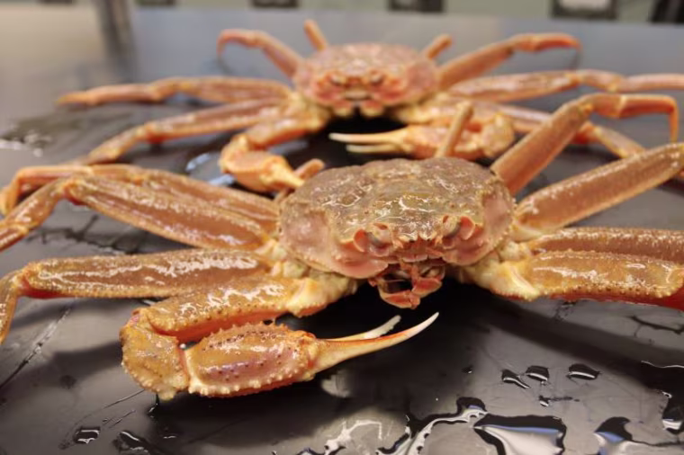 Bering Sea snow crab