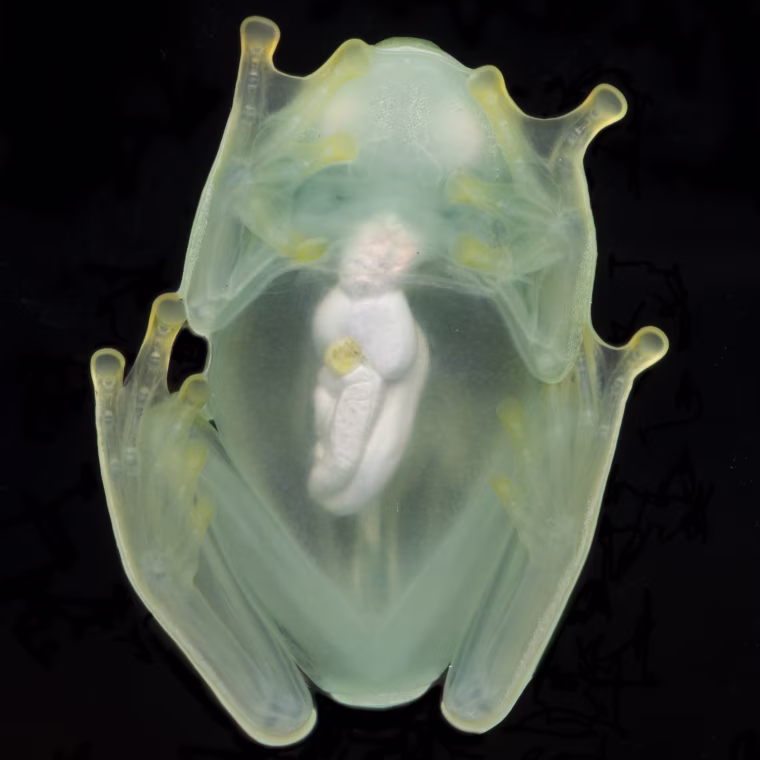 A male glass