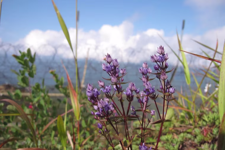 A swertia wilford , one of the rare flora found within the demilitarized zone.