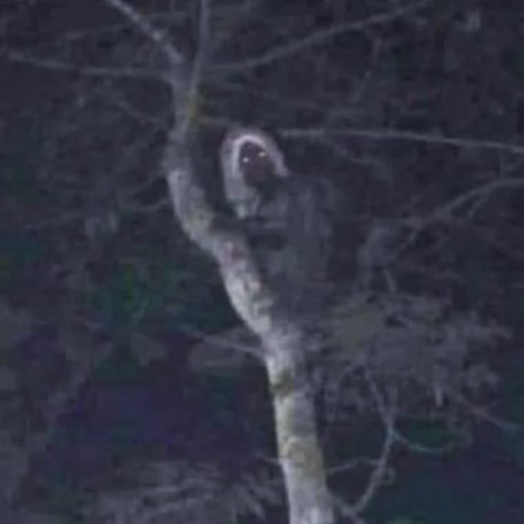 Mexico's president posted a photo of what he believes is an “Aluxe,” a mischievous woodland spirit in Mayan folklore.