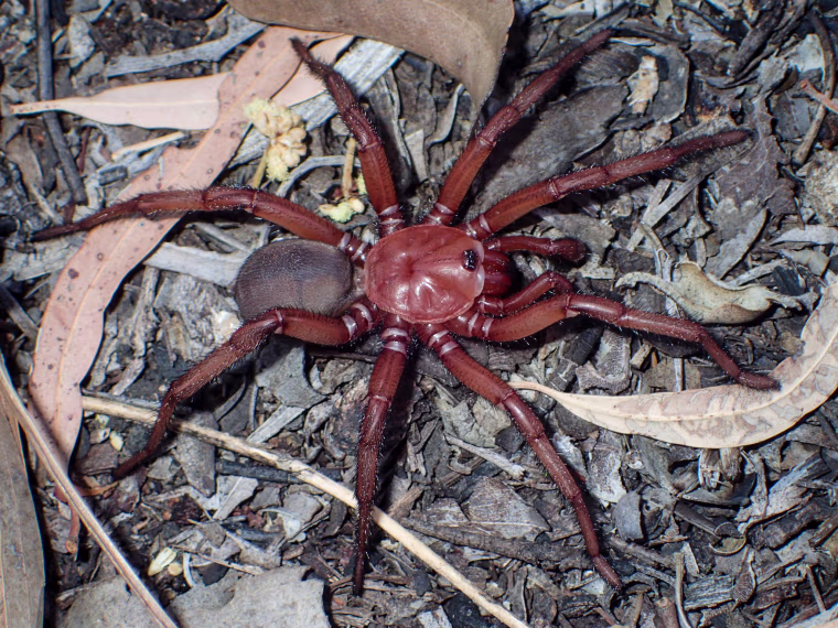 The male Euoplos dignitas.