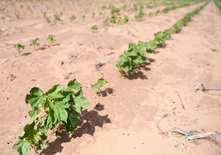 A cotton farm in Lynn County, Tesas, on Friday, July 7, 2023.