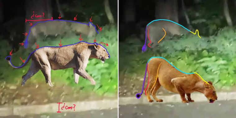 Images were analyzed by two independent experts, who concluded that the animal was by no means a lion, officials said Friday.