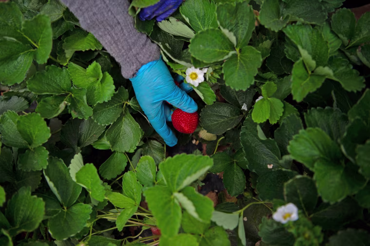 A woman picks a strawberry in Ayamonte, Huelva, in 2022.