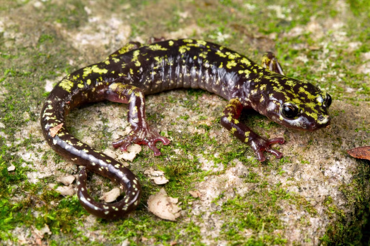 Salamander