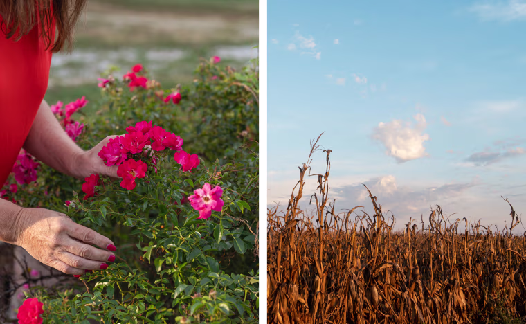 A side-by-side image a field of corn and of Ashley Swartz holding flowers.