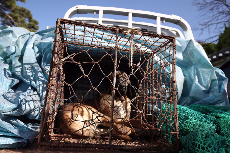 A dog looks out from a cage as police officers block a dog farmer protest, demanding the government scrap plans to pass a bill to enforce a ban on the consumption of dog meat, near the Presidential office on Nov. 30, 2023 in Seoul, South Korea.