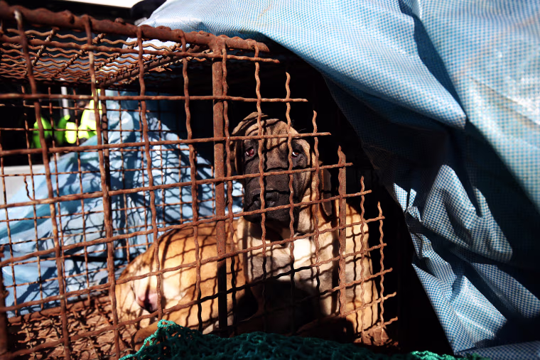 South Korean Dog Farmers Protest Bill That Will Ban Consumption Of Dog Meat
