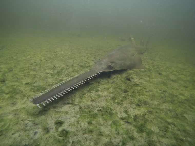 A smalltooth sawfish