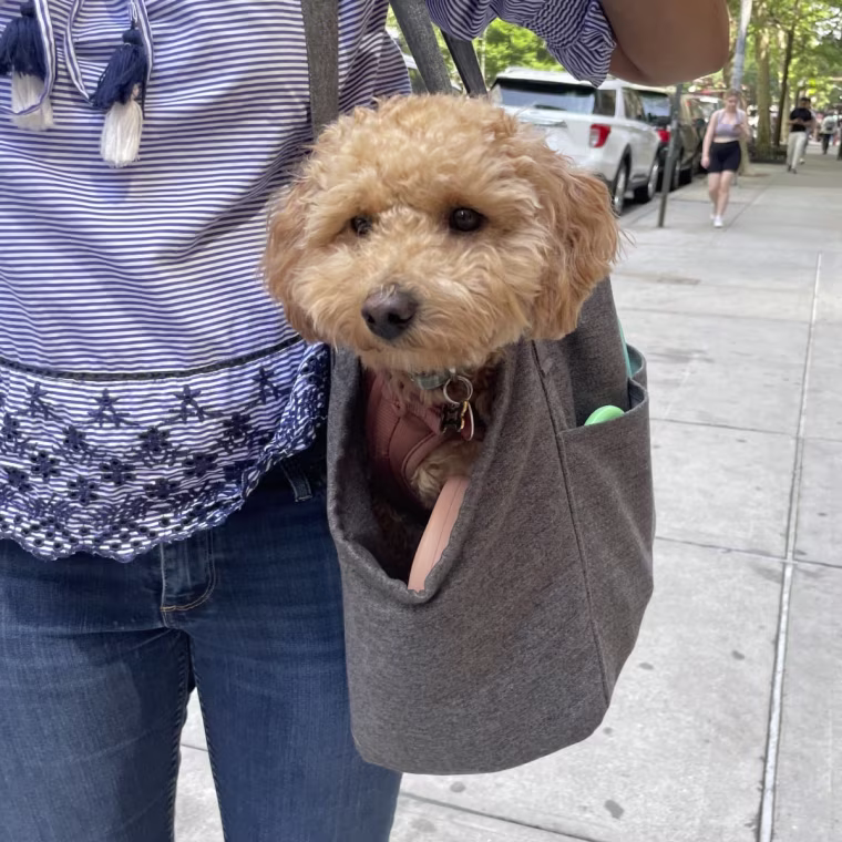 Malitpoo in tote travel carrier