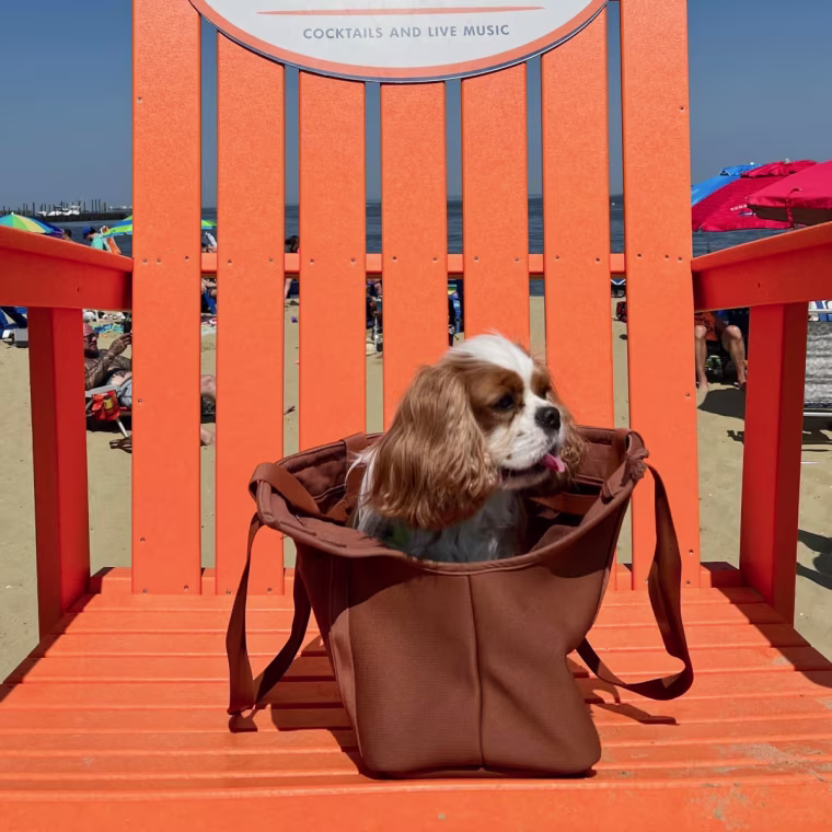 Cavalier King Charles spaniel dog sitting in a tote carrier on an orange chair