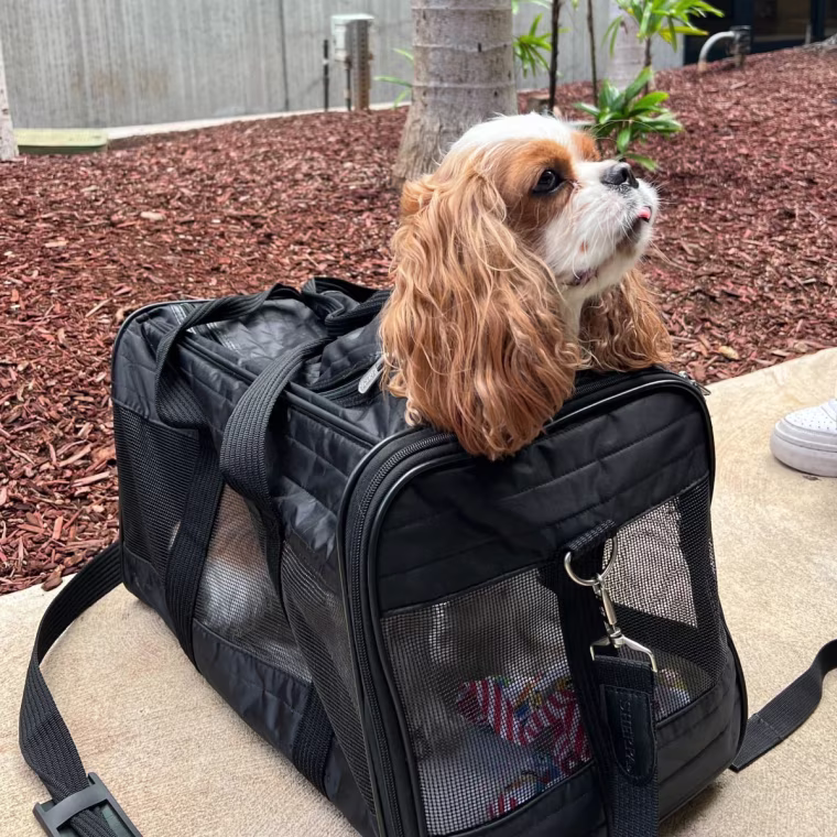 Cavalier King Charles spaniel dog sitting in black travel carrier
