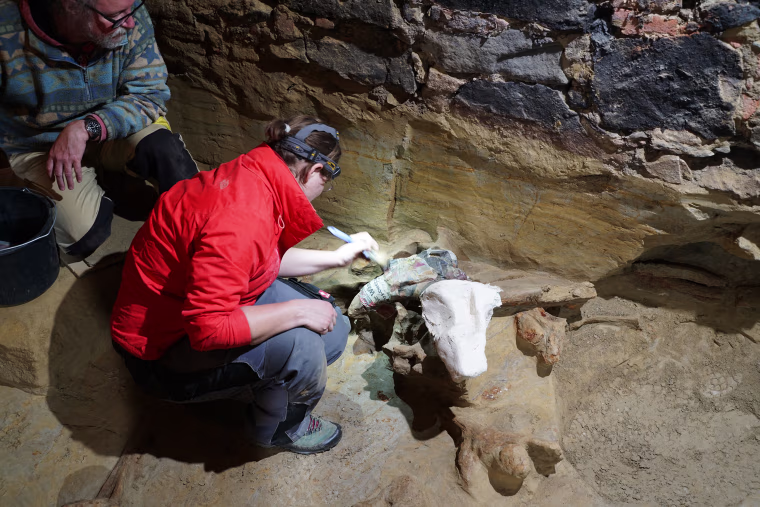 an Austrian winegrower has discovered mammoth bones that are approximately 30,000 to 40,000 years old in his wine cellar in Gobelsburg, Austria.