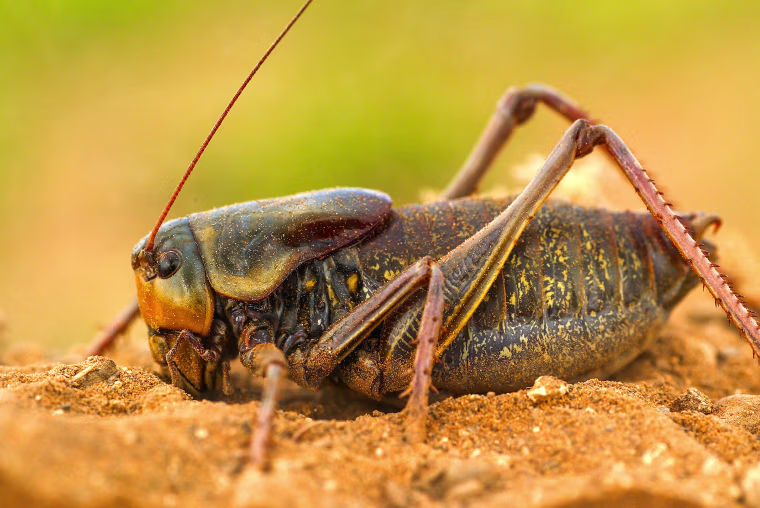 A Mormon cricket in Utah.