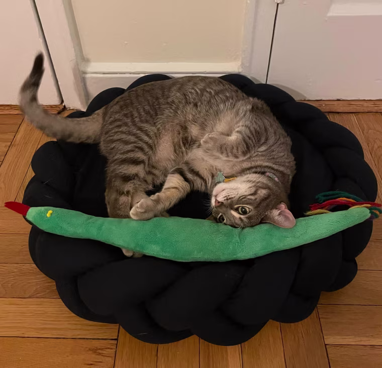 Cat playing with catnip toy