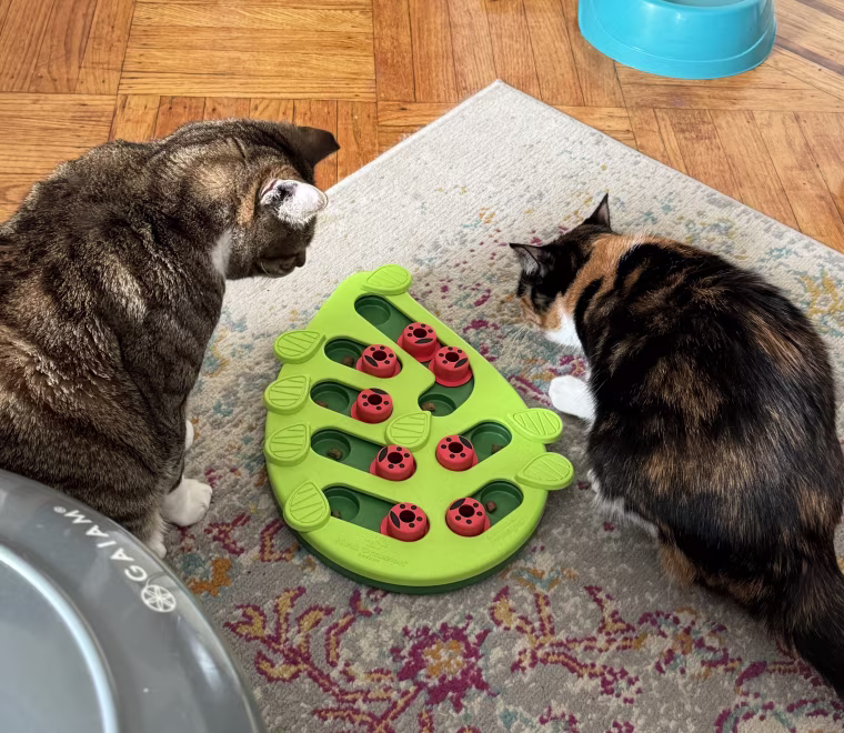 Cats playing with the Catstages by Nina Ottosson Buggin’ Out Puzzle & Play feeder