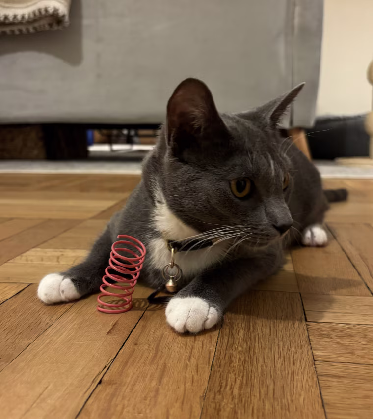 Cat playing with Andiker Cat Spiral Springs