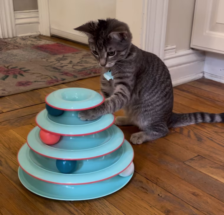 Cat playing with Catstages Chase Meowtain Interactive 4-Tier Cat Track Toy