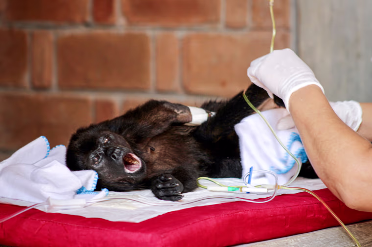 A caged howler monkey gets treatment.