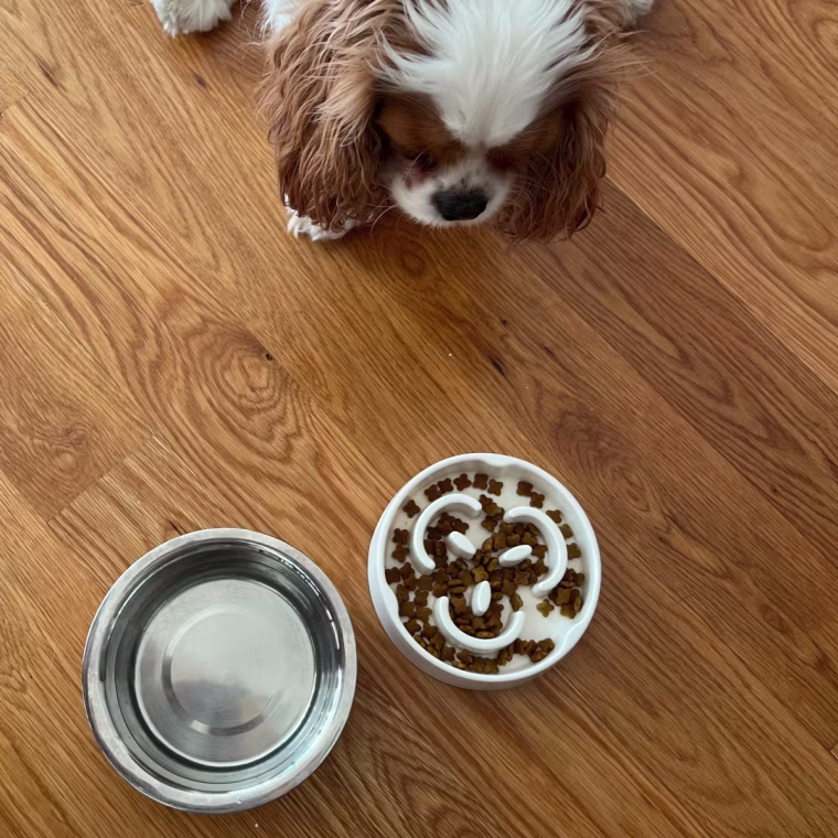 A dog on a wood floor looks at a white food bowl and metal water bowl