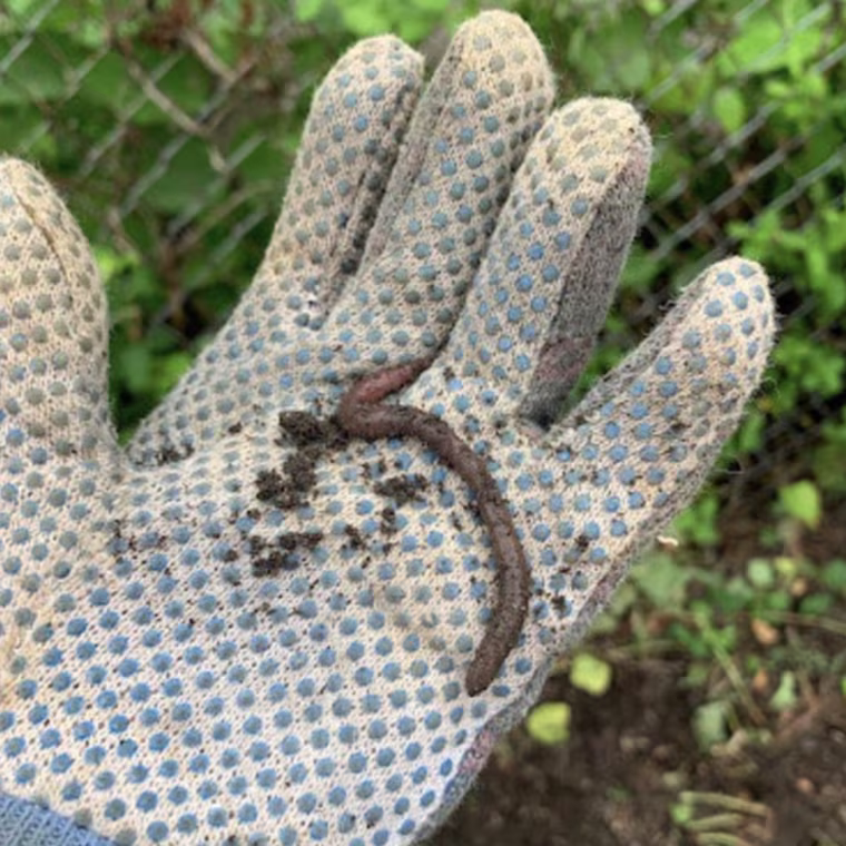 Close-up image of a hand in the Coohorn Grip Safety Work Gloves, holding an earthworm in front of a garden bed