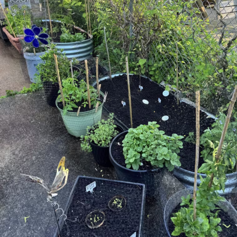Two raised Land Guard garden beds surrounded by seven plant pots in a backyard garden