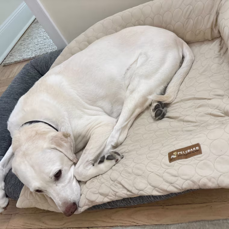 Yellow lab laying on a beige cooling mat on top of a gray dog bed.