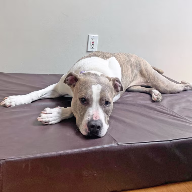 Pitbull laying on a brown leather dog bed
