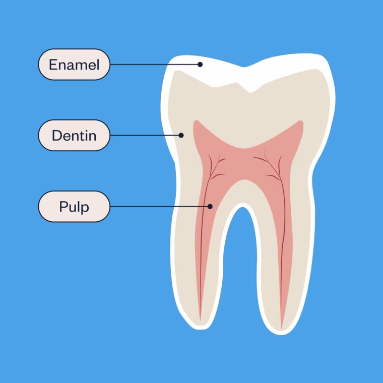 An illustrated image labeling the three layers of the tooth: enamel, dentin and pulp.