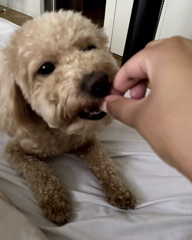 Daruvuri’s 2-year-old maltese and poodle mix Bandit loves these soft and chewy treats, which do not upset his sensitive stomach.