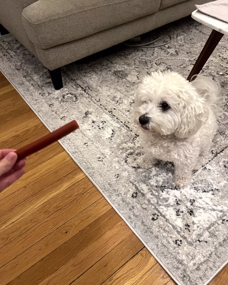 Hand feeding treat to small white dog