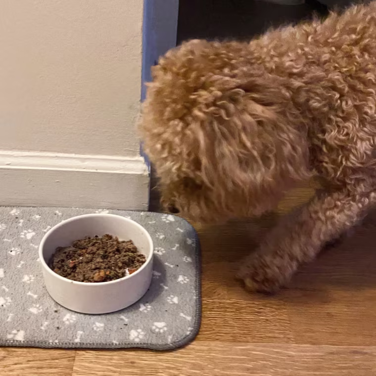 Small brown dog moving to eat his food in a white bowl