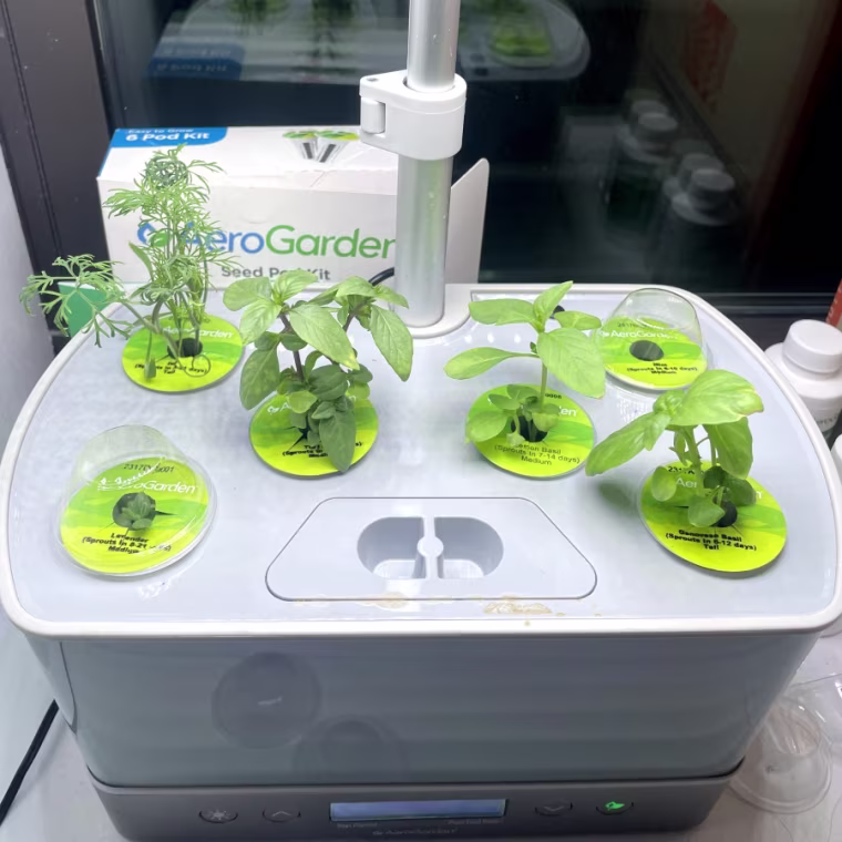 Close-up photo of an Aerogarden Harvest Elite in front of a window with six plant pods that have four sprouts and two empty domes.